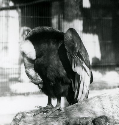 A sleeping Andean Condor at London Zoo, 1923 by Frederick William Bond